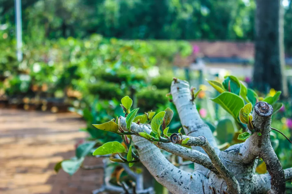 Photo of The Hidden Jewels Of Chikmagalur by Anusha Nakshathra