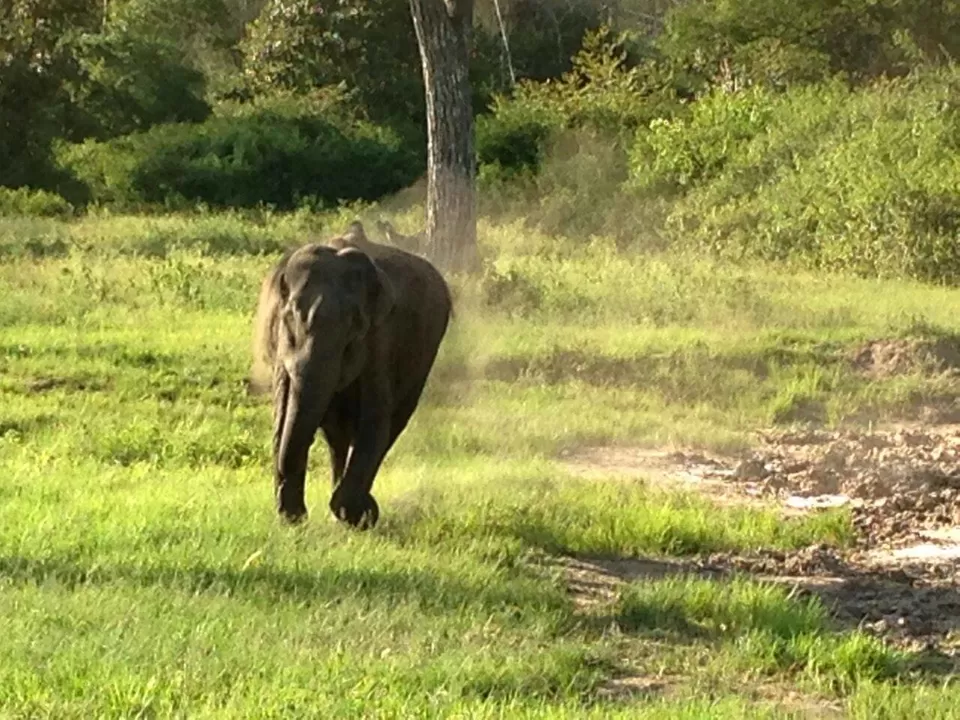 Photo of Bhadra Wildlife - Into The Wild by Anusha Nakshathra