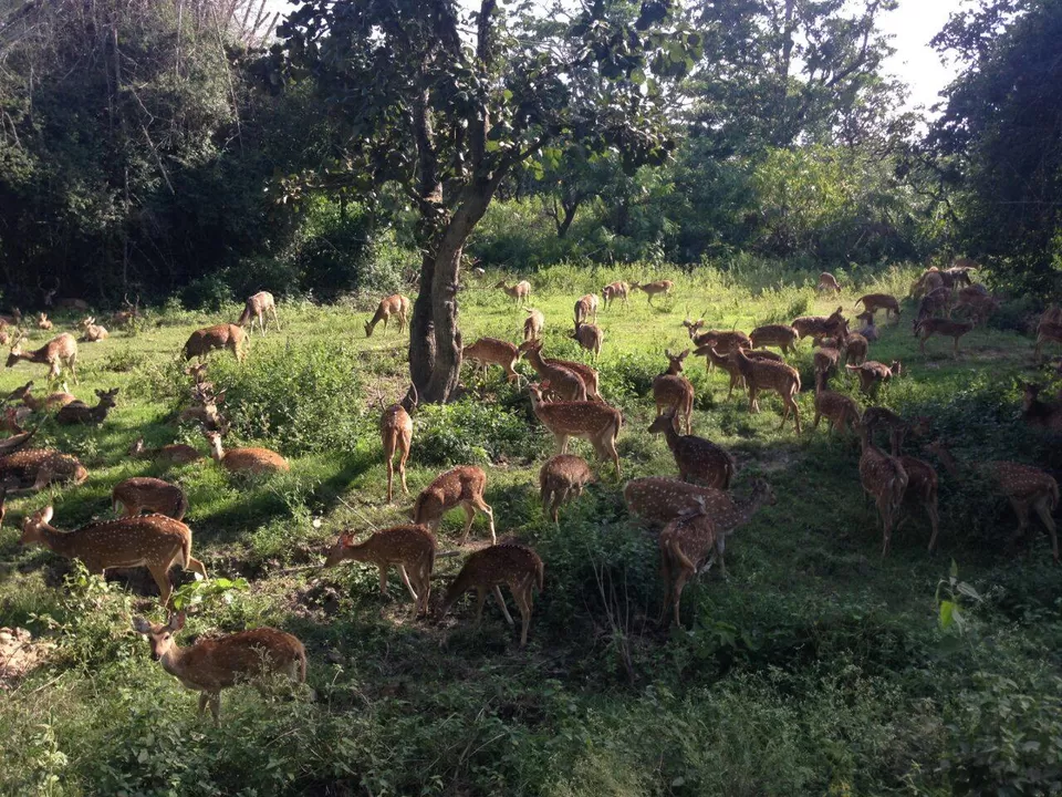 Photo of Bhadra Wildlife - Into The Wild by Anusha Nakshathra