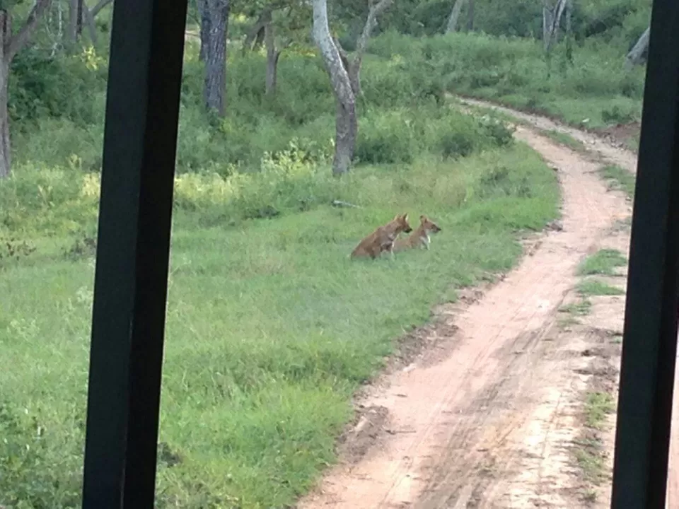 Photo of Bhadra Wildlife - Into The Wild by Anusha Nakshathra