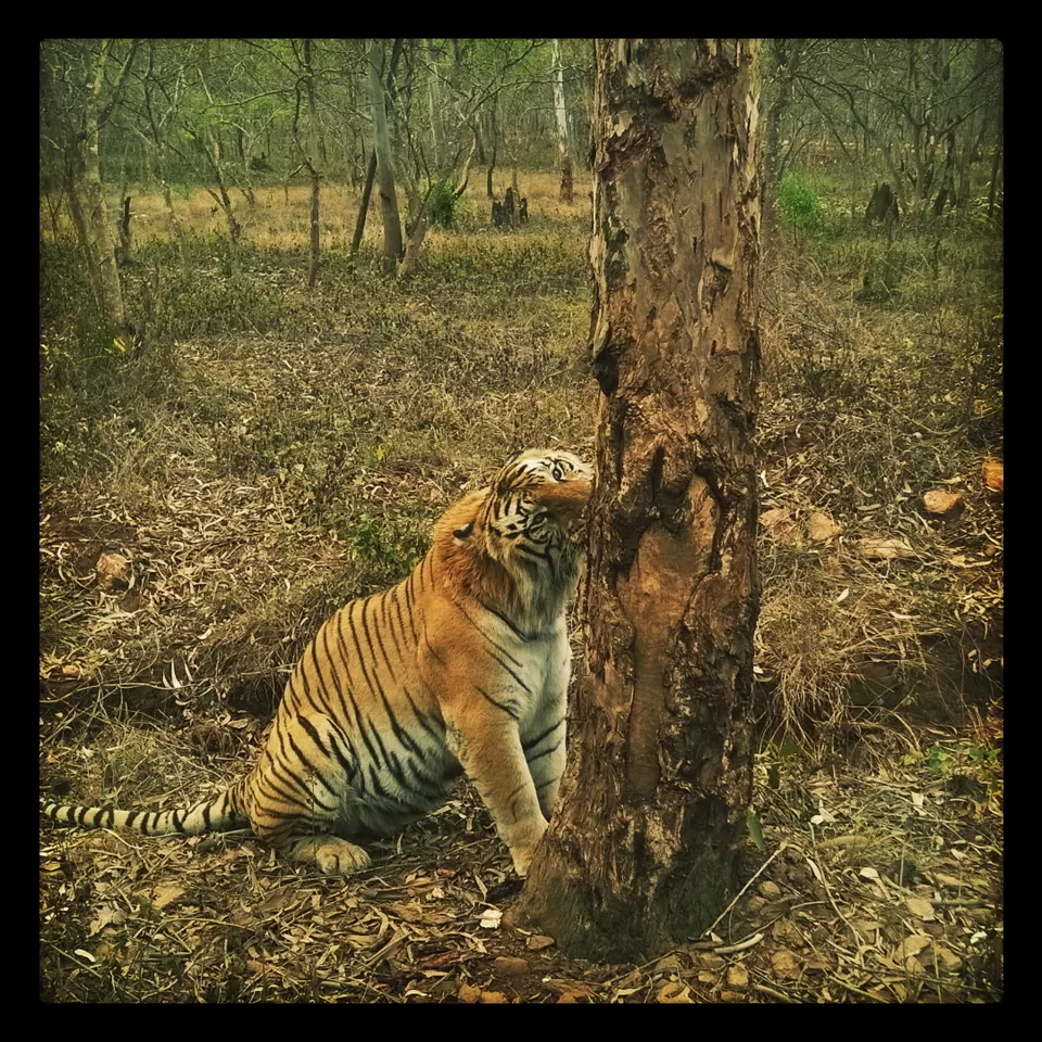 Photo of Bhadra Wildlife - Into The Wild by Anusha Nakshathra