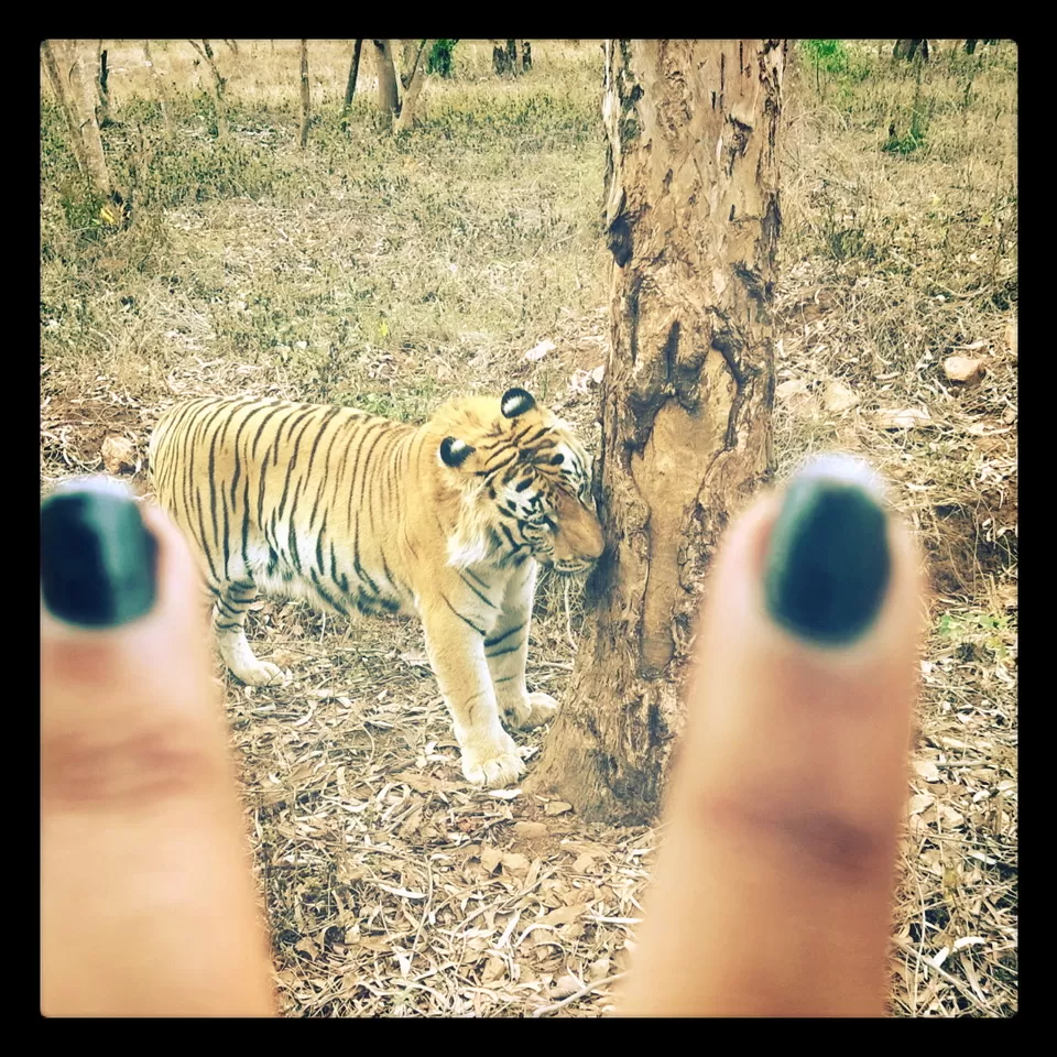 Photo of Bhadra Wildlife - Into The Wild by Anusha Nakshathra