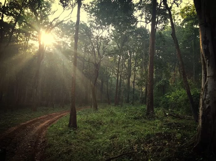 Photo of Bhadra Wildlife - Into The Wild by Anusha Nakshathra