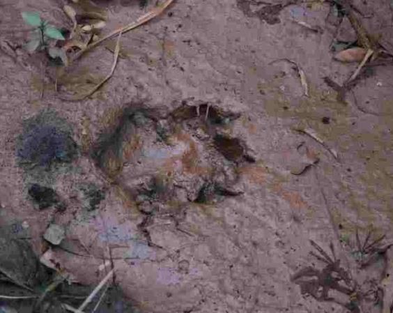 Photo of Bhadra Wildlife - Into The Wild by Anusha Nakshathra