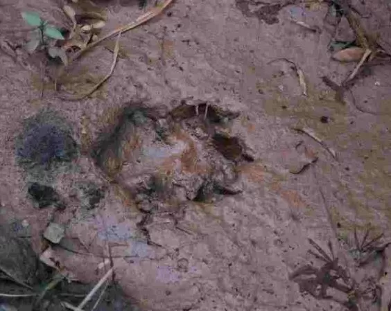 Photo of Bhadra Wildlife - Into The Wild by Anusha Nakshathra
