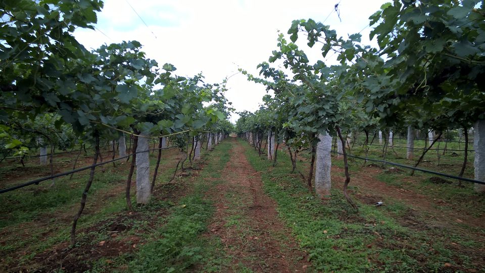 Photo of The True Art Of Wine Tasting! 5/5 by Anusha Nakshathra