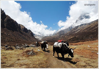 Photo of In Search of Elusive Sunrise!! Goecha La Trek; Sikkim 21/40 by Sangeeta