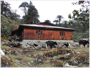 Photo of In Search of Elusive Sunrise!! Goecha La Trek; Sikkim 29/40 by Sangeeta