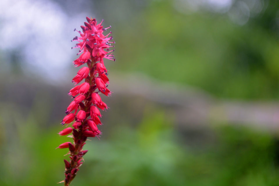 Photo of 5+1 things to do when you are in Dharamshala/McLeodganj 1/14 by Anuj Kumar