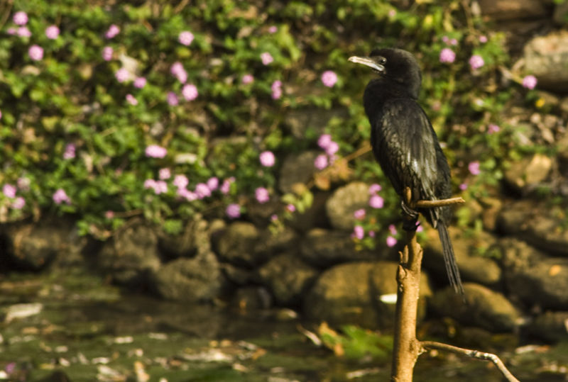 Photo of This National Park Is The Best Place In South India To Spot The Elusive Tiger by Aniruddha Kulkarni