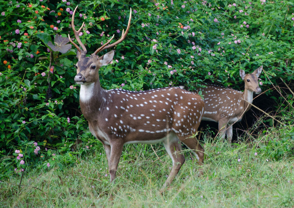 Photo of This National Park Is The Best Place In South India To Spot The Elusive Tiger by Aniruddha Kulkarni