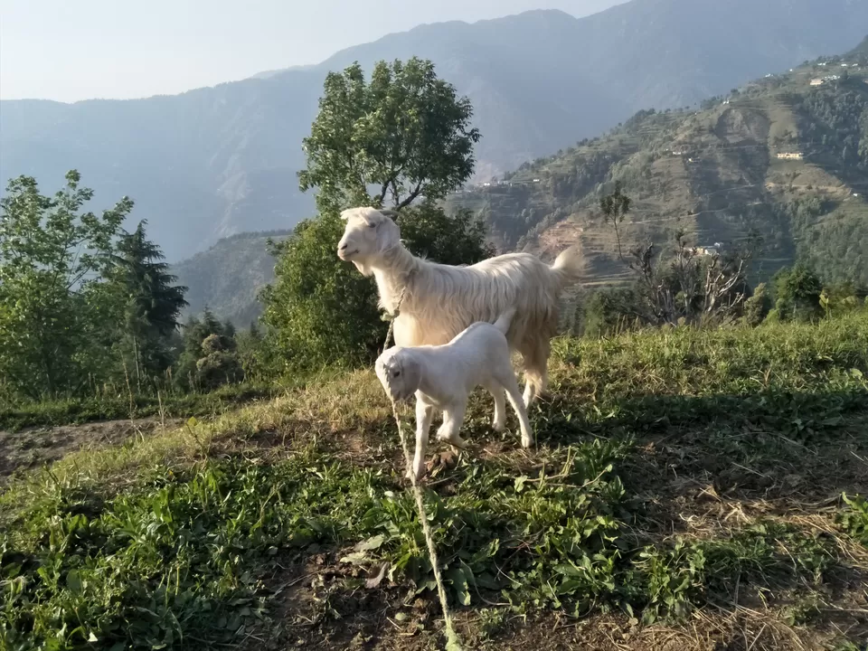 Photo of Nohradhar, Himachal Pradesh, India by Priyanshi Singhal