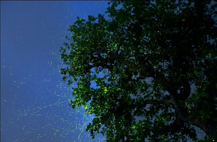 Photo of And then we watched the 'dance of the fireflies' by Soni Charde