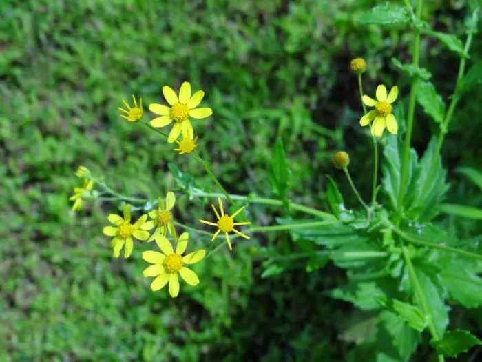 Photo of Kaas Plateau of Flowers, Satara, Maharashtra, India by Soni Charde