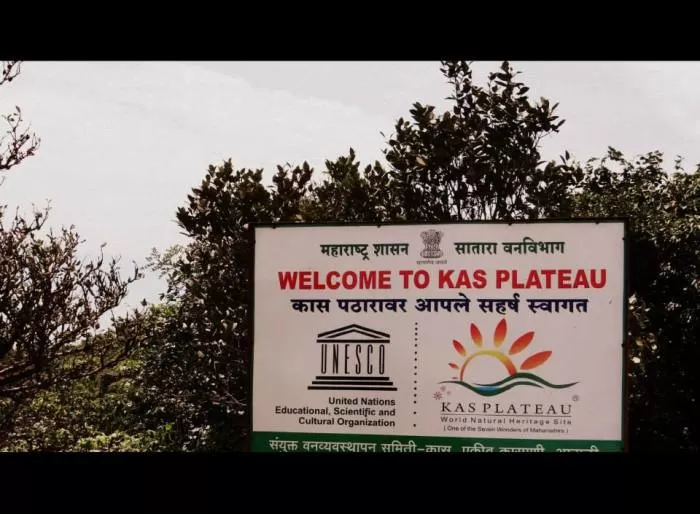 Photo of Kaas Plateau of Flowers, Satara, Maharashtra, India by Soni Charde