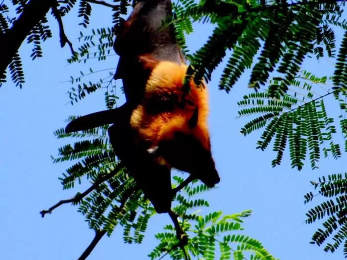 Photo of Kaas Plateau of Flowers, Satara, Maharashtra, India by Soni Charde