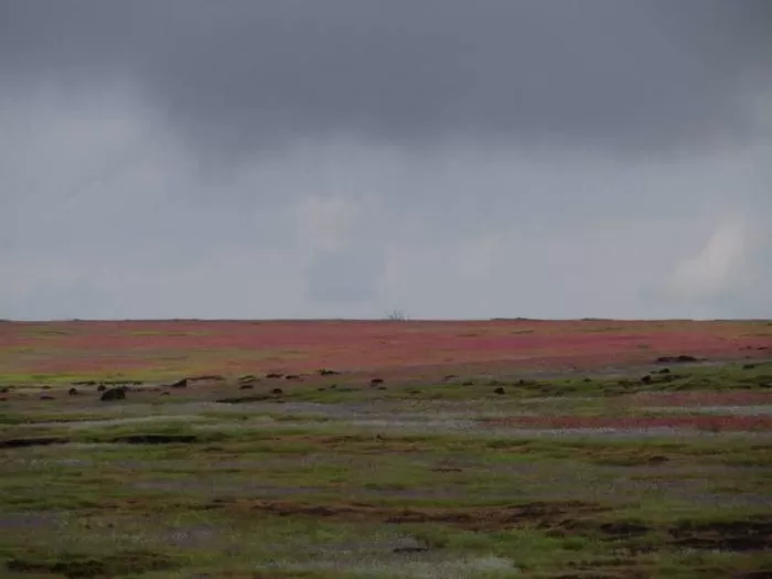 Photo of Kaas Plateau of Flowers, Satara, Maharashtra, India by Soni Charde