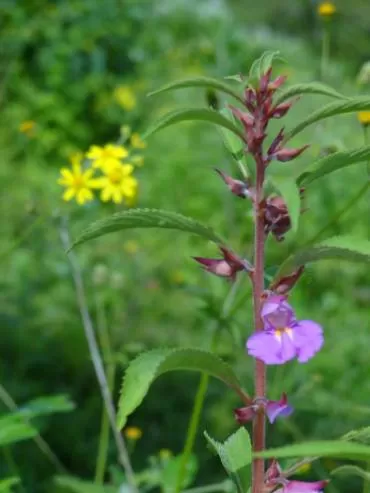 Photo of Kaas Plateau of Flowers, Satara, Maharashtra, India by Soni Charde