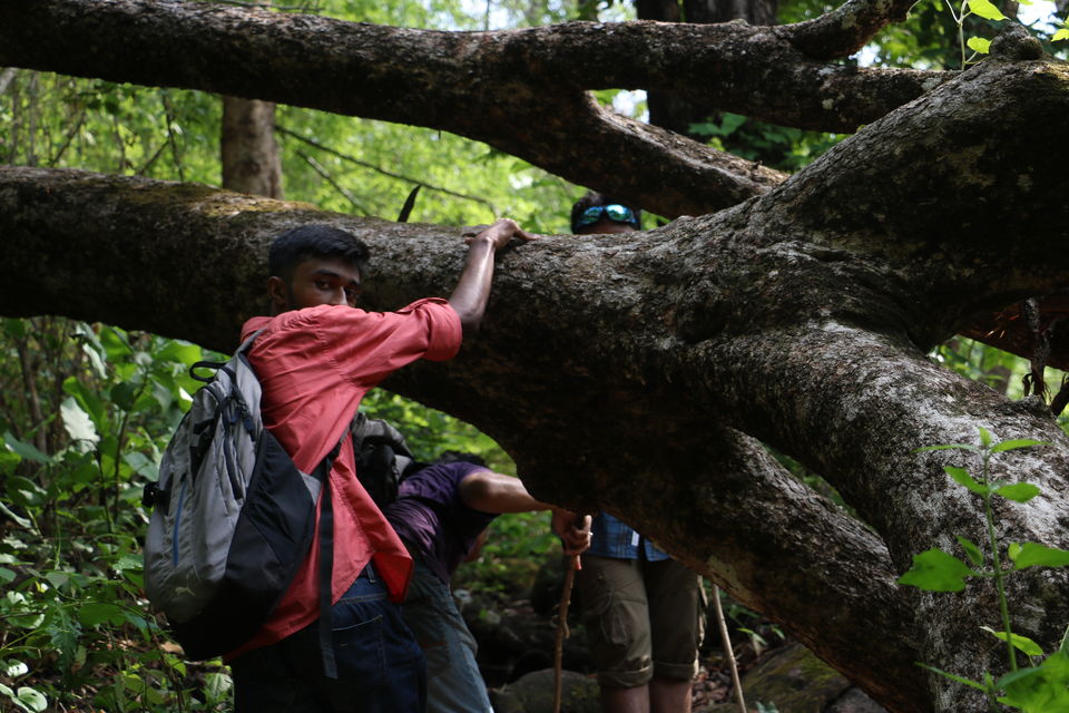 Photo of An adventuruous weekend trek in marotichal ! by Rohith Rajan