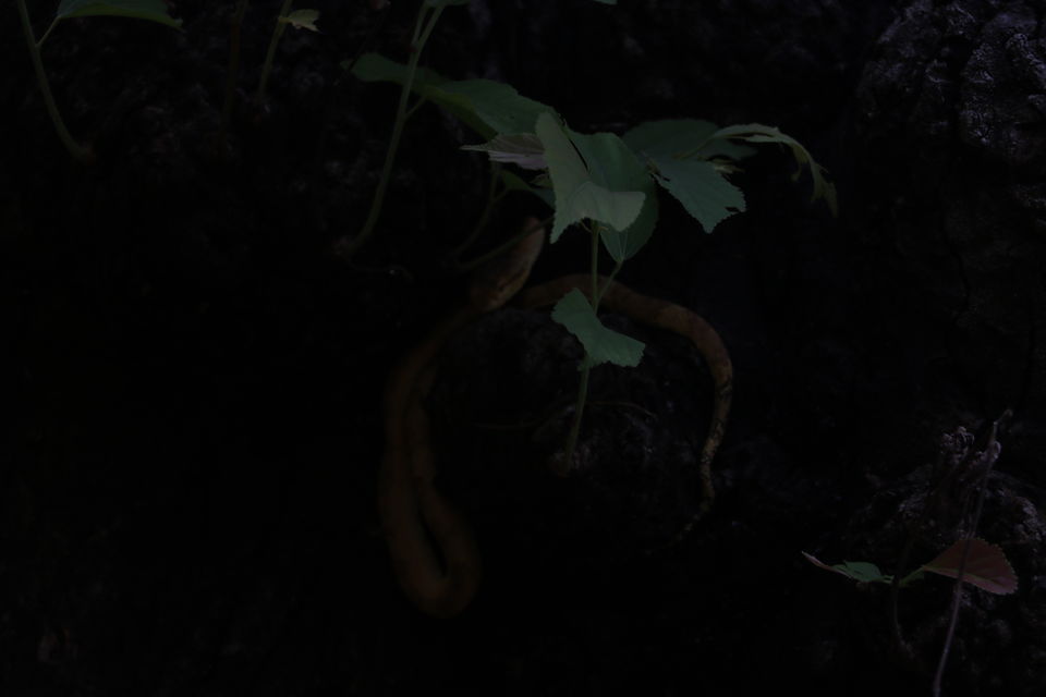 Photo of An adventuruous weekend trek in marotichal ! by Rohith Rajan