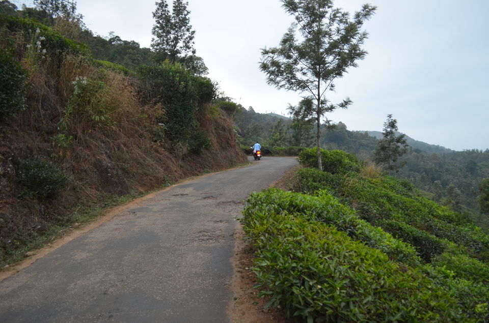 Photo of A trek to Chembra Peak 5/14 by tkcliks