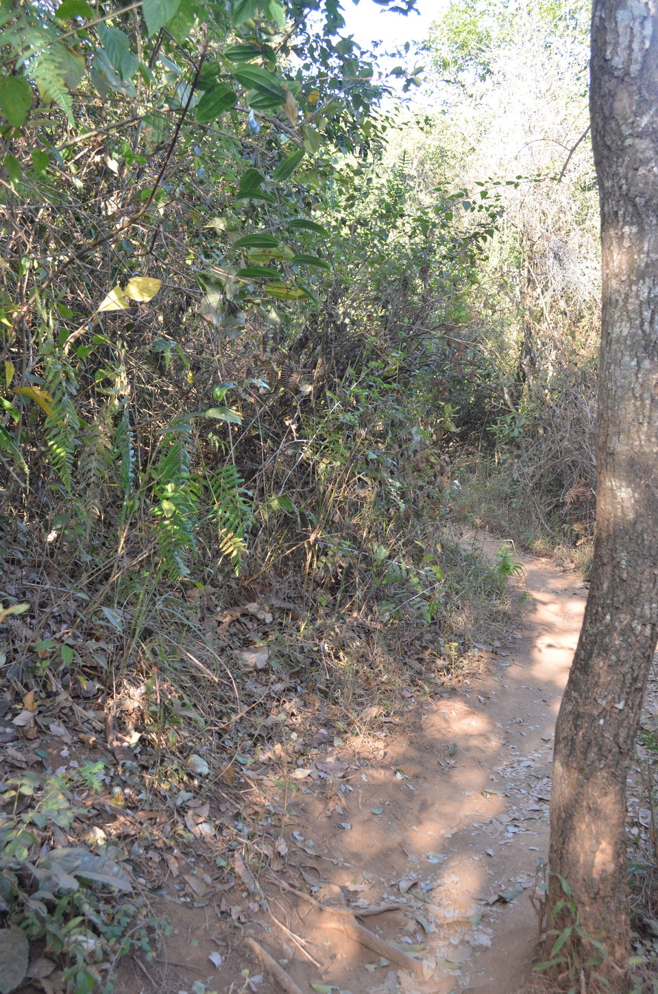 Photo of A trek to Chembra Peak 7/14 by tkcliks
