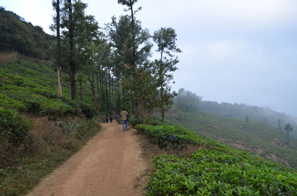 Photo of A trek to Chembra Peak 14/14 by tkcliks