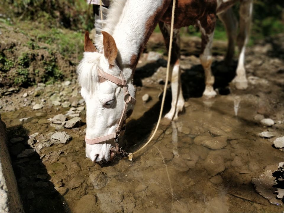 Photo of Khajjiar, Himachal Pradesh, India by Jenn Rumao