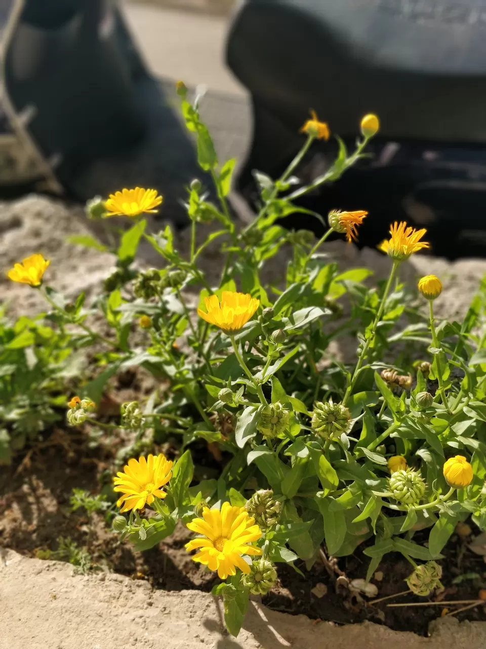 Photo of Bir, Himachal Pradesh, India by Jenn Rumao