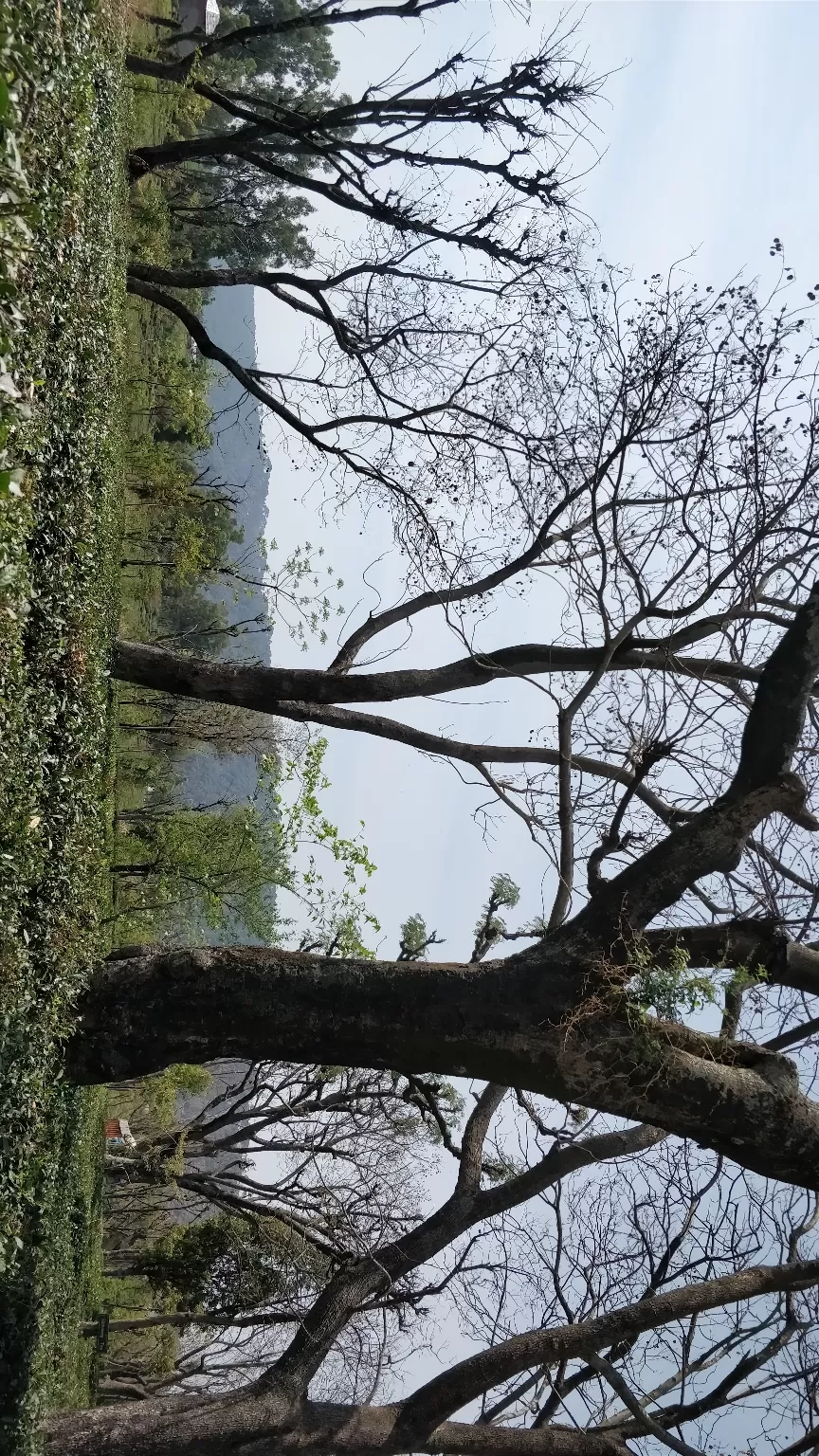 Photo of Palampur, Himachal Pradesh, India by Jenn Rumao