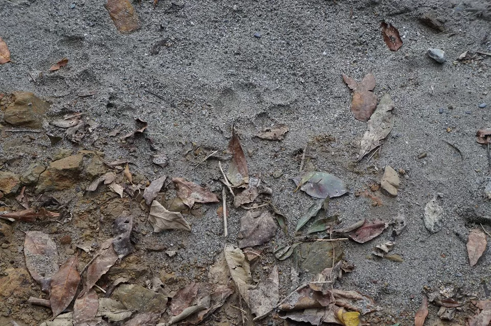 Photo of Jim Corbett National Park, Nainital District, Ramnagar, Uttarakhand 244715, India by Shadab Noor