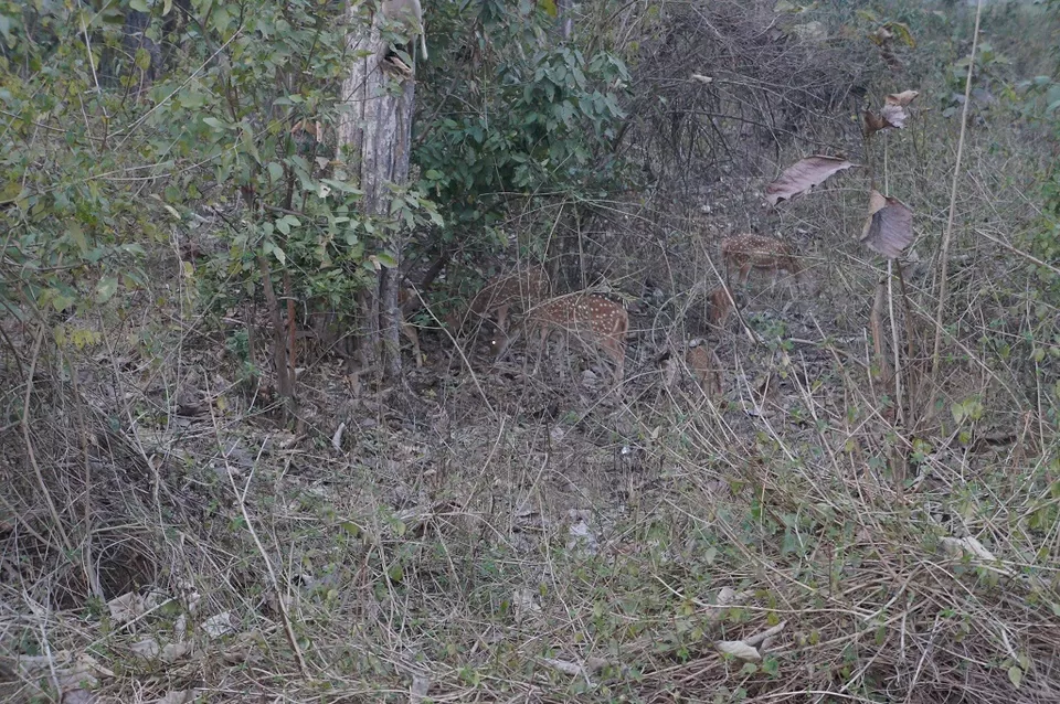Photo of Jim Corbett National Park, Nainital District, Ramnagar, Uttarakhand 244715, India by Shadab Noor