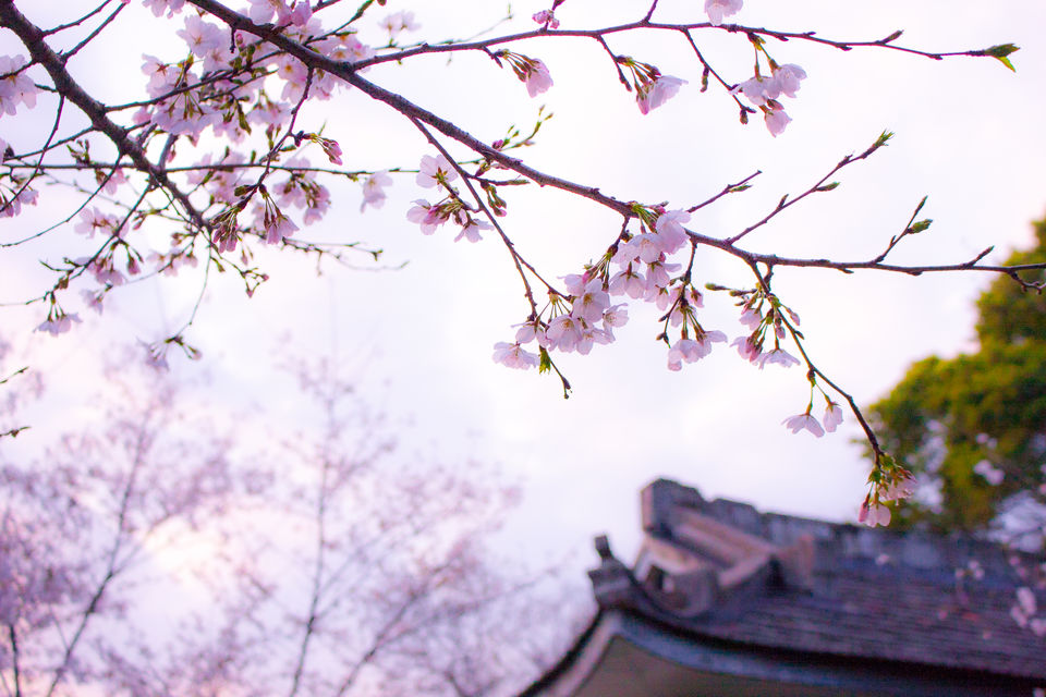 Photo of 5 Top Sites to See While Visiting Japan by Vincent Stokes