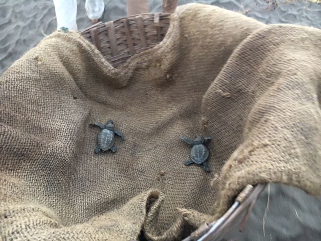 Photo of Visit to Velas Turtle Festival - Just get up and go. 1/4 by Deepa Alawani