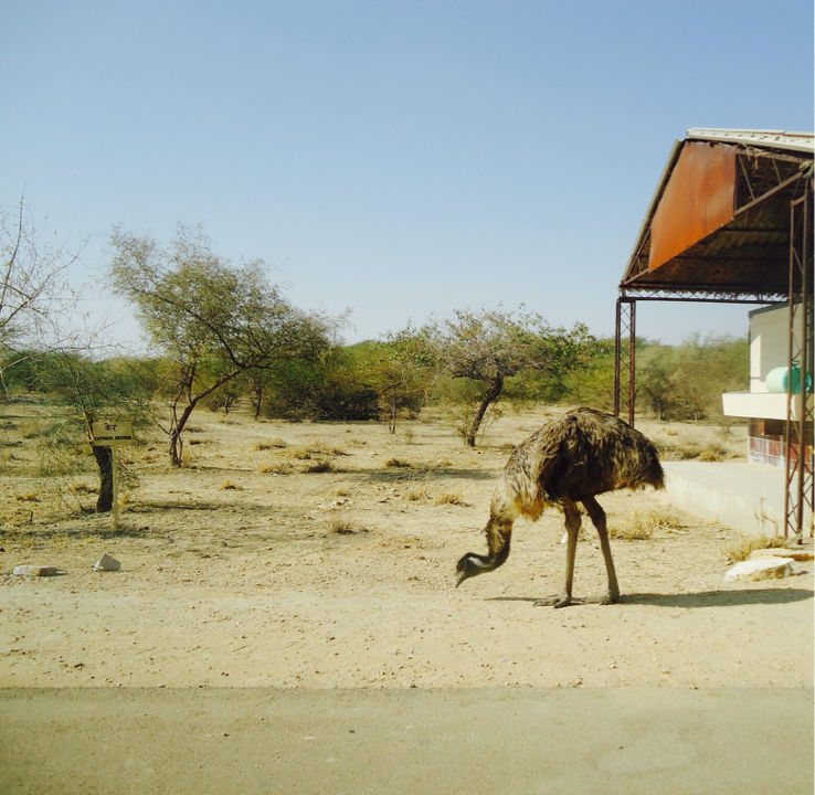 Photo of Padharo Mhare Des! by Anurag Kumar