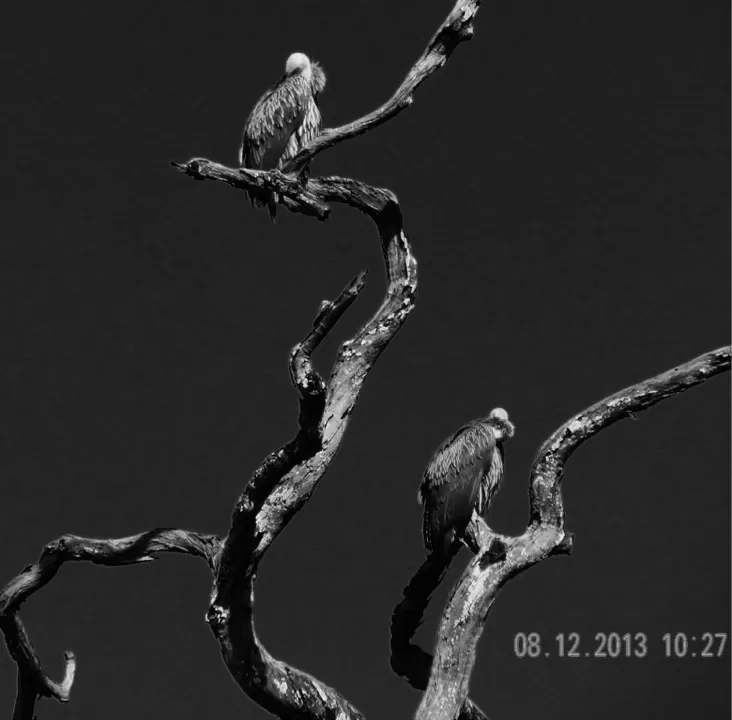 Photo of Padharo Mhare Des! by Anurag Kumar