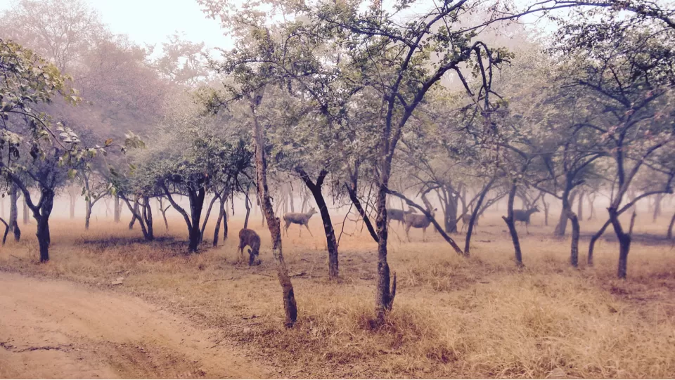 Photo of Padharo Mhare Des! by Anurag Kumar