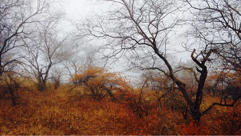 Photo of Padharo Mhare Des! by Anurag Kumar
