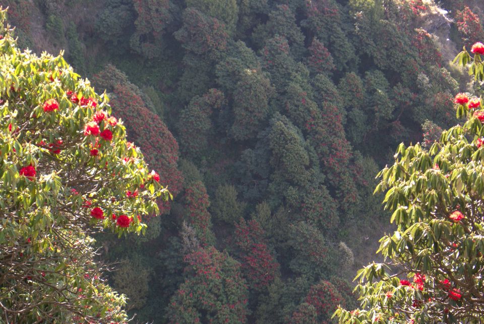 Photo of Dharamshala – About Mountains, Rains, Spliffs, Jamms and Energy (Part 2) 2/18 by Rookie Travel Diaries