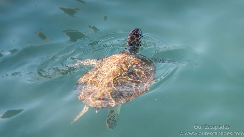 Photo of A day trip to Isla Mujeres, Cancun’s peaceful little sister 9/13 by Anu Karthik