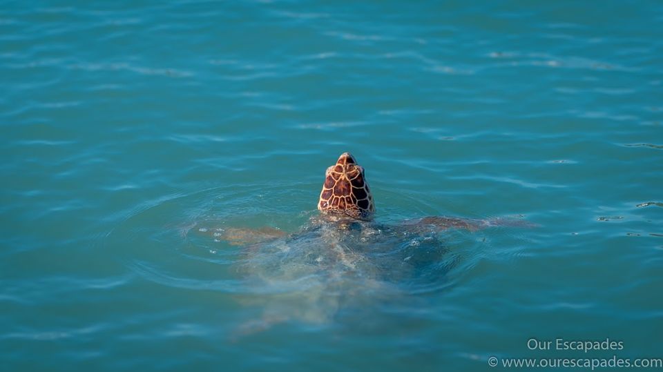 Photo of A day trip to Isla Mujeres, Cancun’s peaceful little sister 10/13 by Anu Karthik