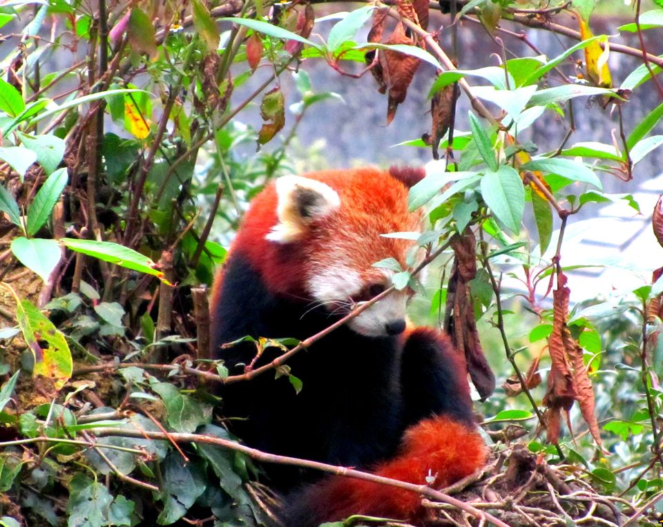 Photo of Breath in the Lama Land - Gangtok 6/15 by Aishwarya Swarup