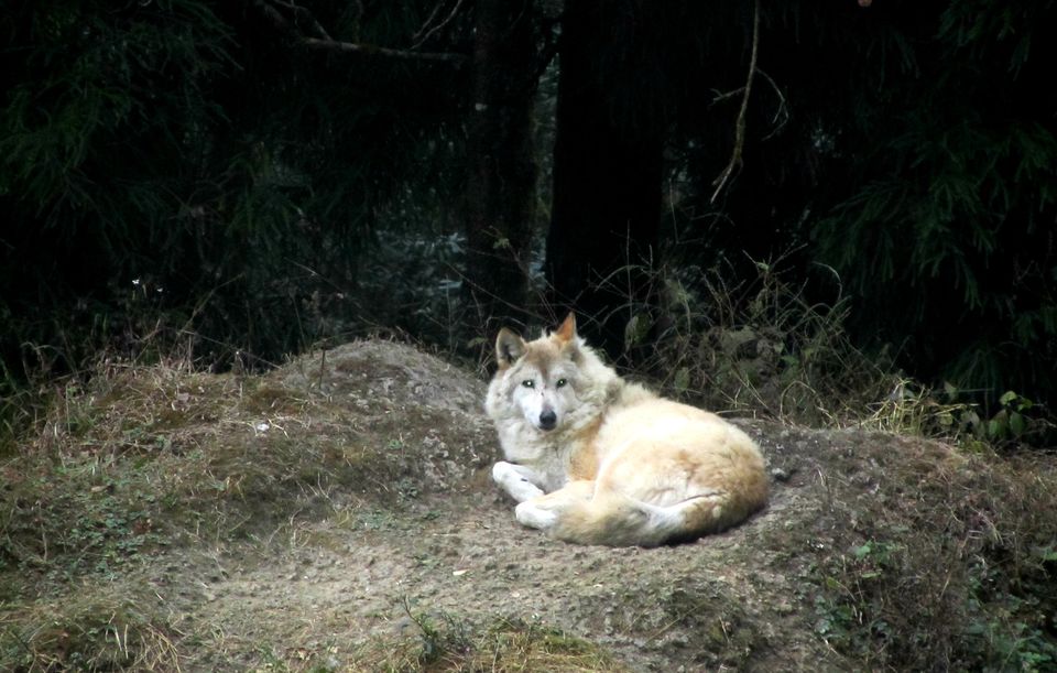 Photo of Breath in the Lama Land - Gangtok 7/15 by Aishwarya Swarup