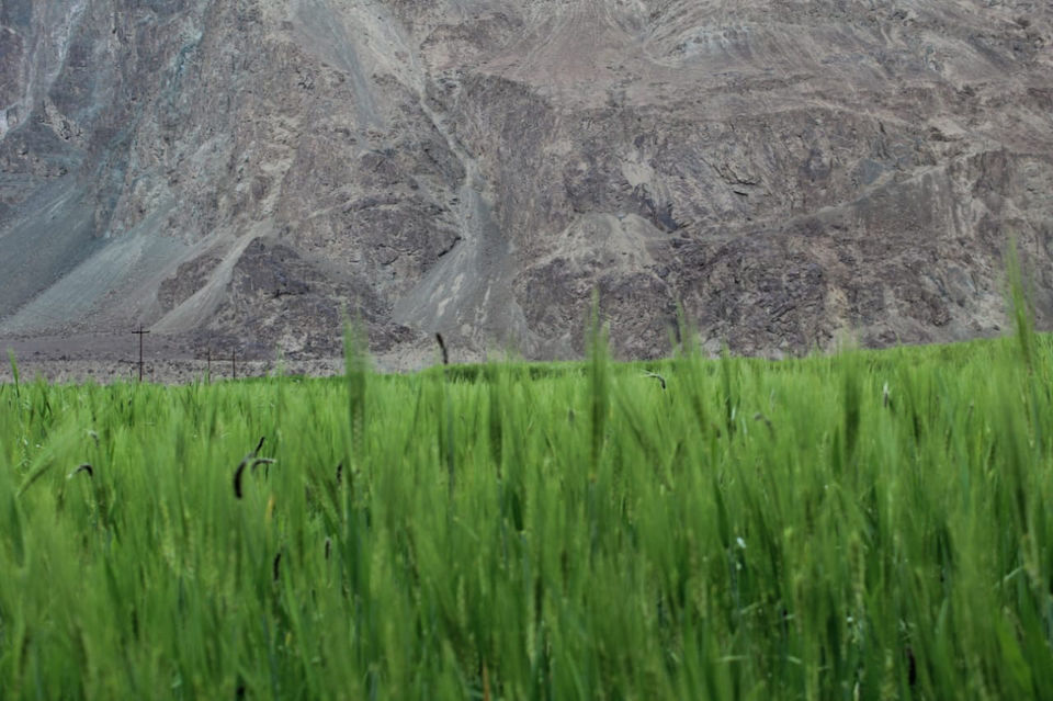 Photo of Hidden Paradise- Turtuk Village, Ladakh by Diksha Ranjan