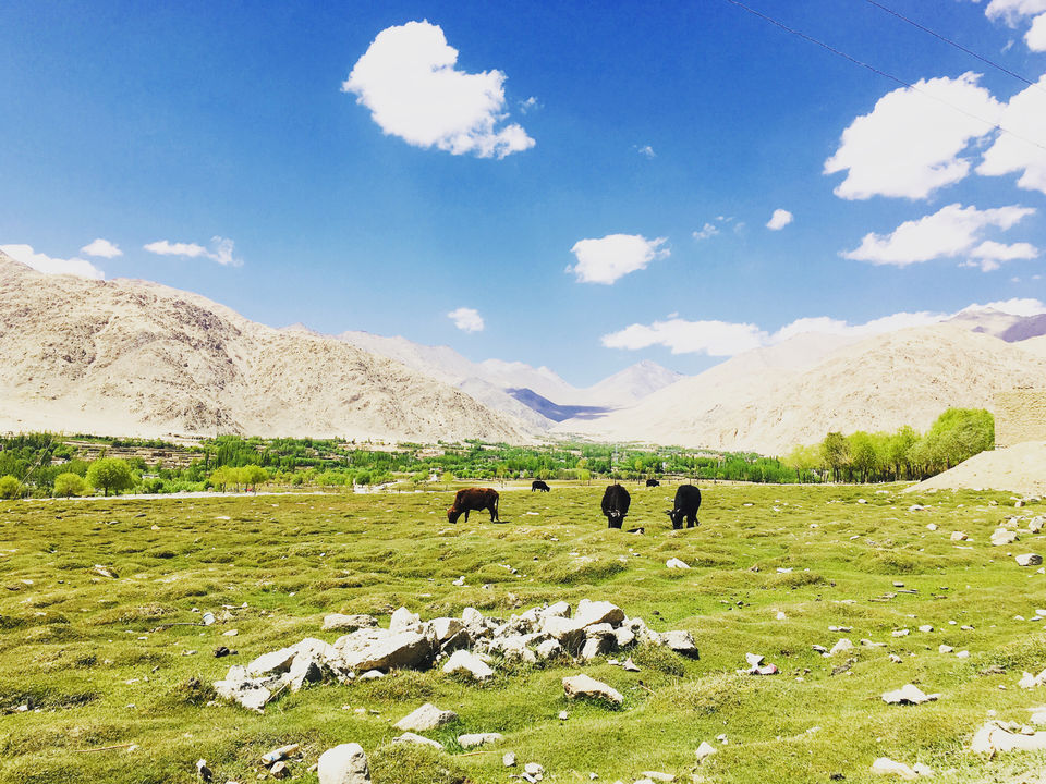 Photo of Why You Should Camp In Leh Ladakh? by Diksha Ranjan