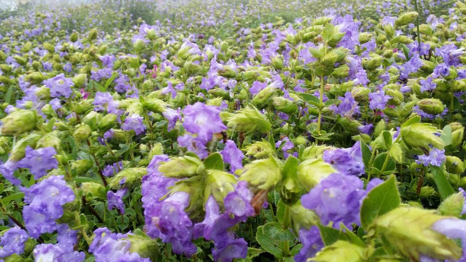 Photo of Kaas plateau-valley of flowers by Jagan Nadar