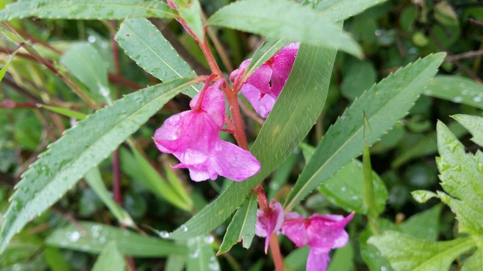 Photo of Kaas plateau-valley of flowers by Jagan Nadar