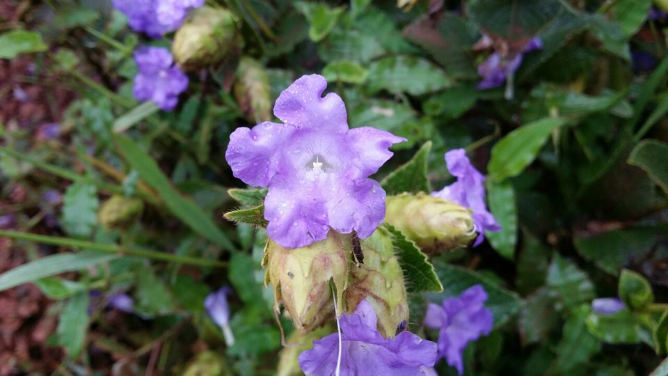 Photo of Kaas plateau-valley of flowers by Jagan Nadar