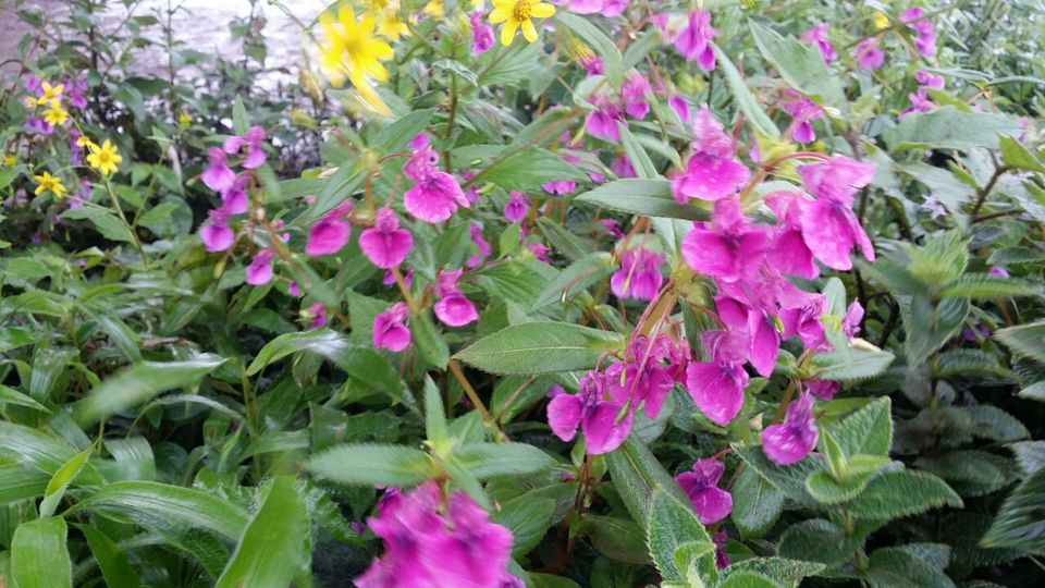 Photo of Kaas plateau-valley of flowers by Jagan Nadar