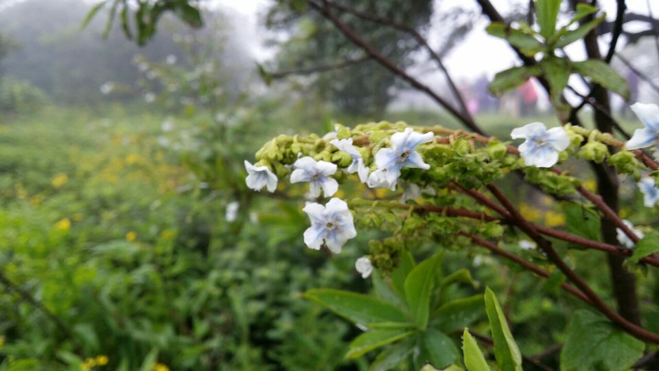 Photo of Kaas plateau-valley of flowers by Jagan Nadar